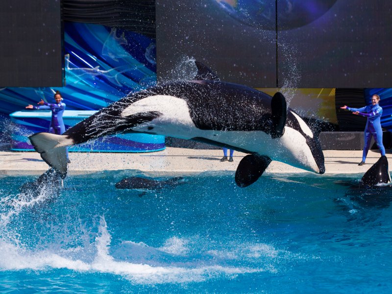 &copy; Mike Blake/Reuters, Orca whales perform at SeaWorld in San Diego.