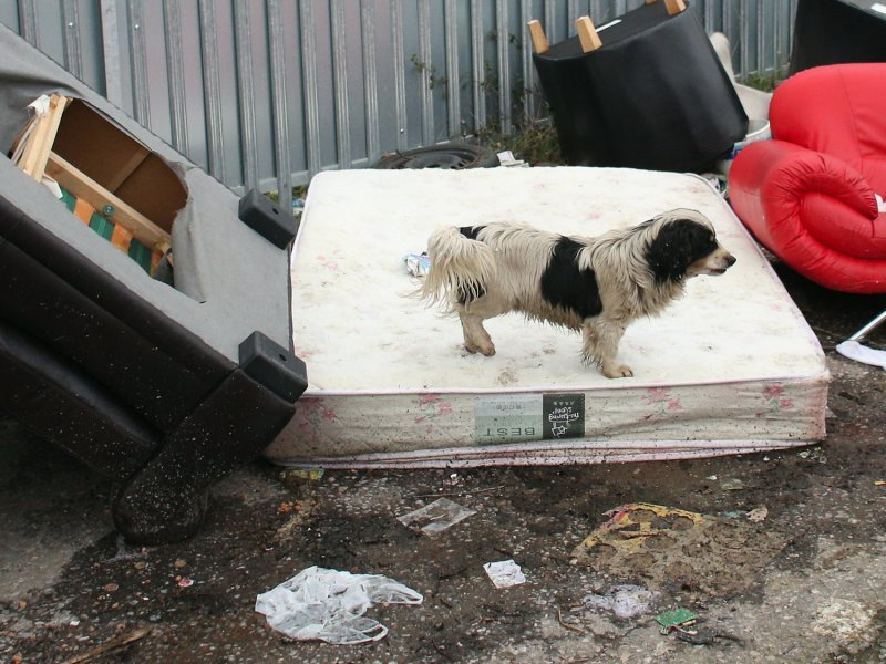 &copy; Oli Scarff/Getty Images, A dog walks on a discarded mattress in Cray&#039;s Hill, England.