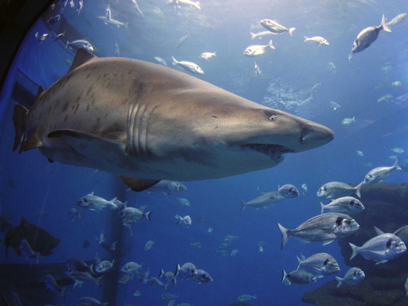 &copy; Enrique Calvo/Reuters, A sand tiger shark swims inside a tank.