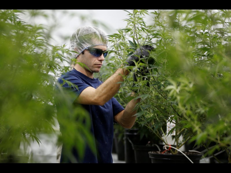 &copy; REUTERS/Chris Wattie, A worker collects cuttings from a marijuana plant at the Canopy Growth Corporation facility in Smiths Falls, Ontario, Canada, January 4, 2018. Picture taken January 4, 2018.