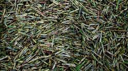 Analyst Green Pool cuts global sugar surplus forecast for this season and next