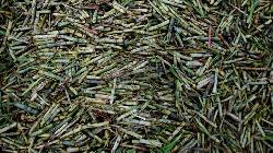 Indian sugar mills owe record $4.38 billion to cane growers