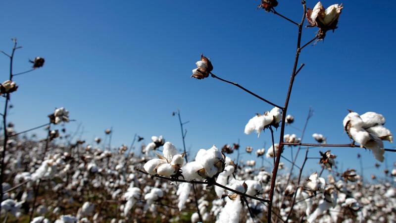 GRVL | Greaves Cotton Share Price - Investing.com India