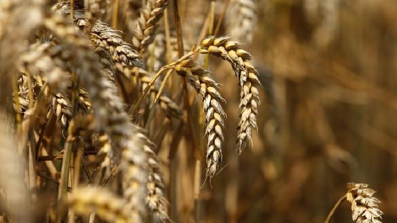 EU wheat sets new highs as grain markets fret over South America