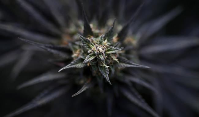 © Bloomberg. The bud of a cannabis plant is seen on plant inside the KannaSwiss GmbH greenhouse facility near Kerzers, Switzerland, on Thursday, Oct. 19, 2017. KannaSwiss, a company founded in 2014, is already producing marijuana that meets Switzerland’s legal standard containing no more than 1% Tetrahydrocannabinol—known as THC, the psychoactive chemical that gets you high. 