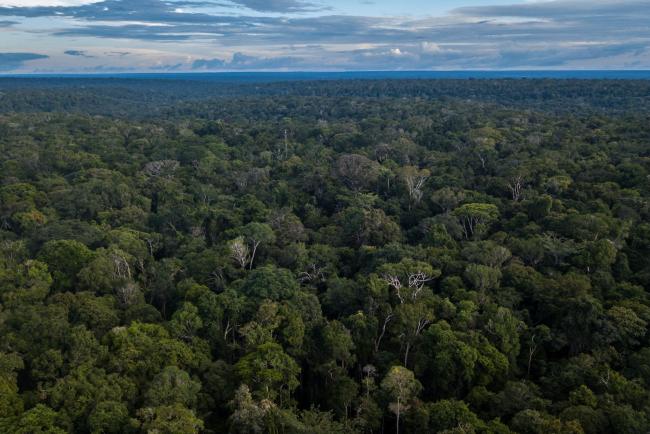 © Bloomberg. Amazon rainforest stands in this aerial photograph taken near Presidente Figueiredo, Amazonas state, Brazil, on Sunday, Feb. 3, 2019. Part of President Jair Bolsonaro's electoral appeal rested on a business-friendly pledge to rein in an overbearing state by dismantling environmental agencies, but those promises swiftly changed following the deadly Brumadinho dam break. Photographer: Dado Galdieri/Bloomberg
