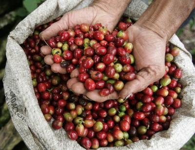 Giá nông sản hôm nay 27/1: Giá cà phê trở lại mốc dưới 37.000 đồng/kg, giá tiêu ít biến động