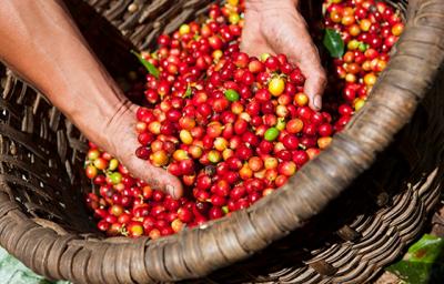 Giá nông sản hôm nay 24/2: Giá cà phê giảm tiếp 100 đồng/kg, giá tiêu ít biến động