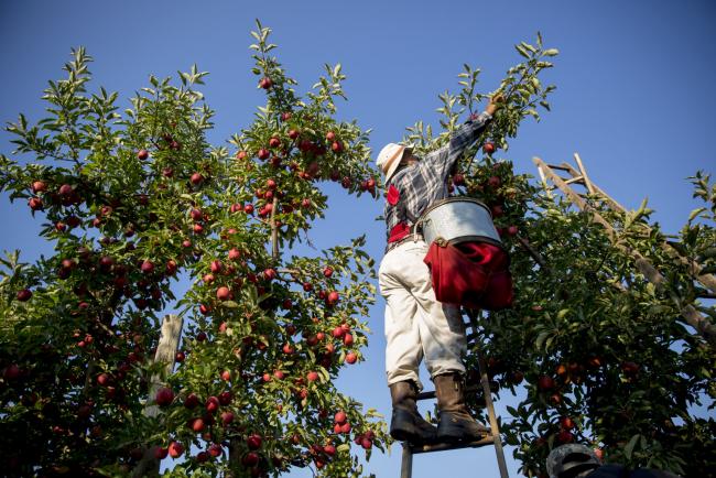 © Bloomberg. A worker picks Gala apples