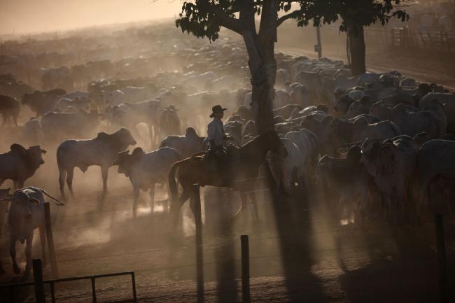© Bloomberg. Cattle owned by Brazilian beef producer Minerva SA graze in a ranch operated by Cia Agropecuaria Monte Alegre (CMA) in Barretos, Brazil, on Tuesday, Aug. 21, 2012. Bloomberg