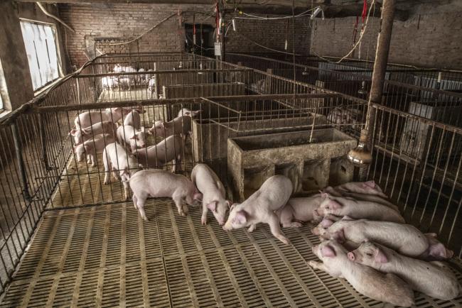 Worst of China’s African Swine Fever Over, Says Ministry Official