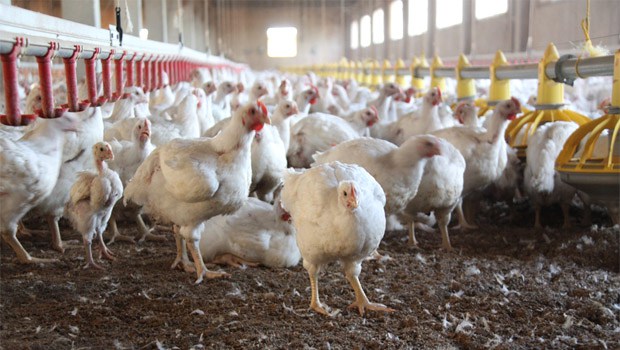 © EborsaHaber. Tavuk Eti Üretimi Temmuz Ayında Geçen Yıla Göre %7,3 Arttı