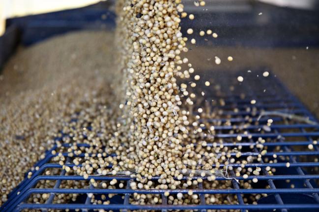 © Bloomberg. Soybeans are unloaded from a grain truck in Tiskilwa, Illinois, U.S., on Thursday, Sept. 27, 2018. Having all three North American countries agree on a trade deal has given traders and farmers reassurance that some flows of agricultural goods won't be disrupted, particularly to Mexico, a major buyer of U.S. corn, soybeans, pork and cheese. Photographer: Daniel Acker/Bloomberg