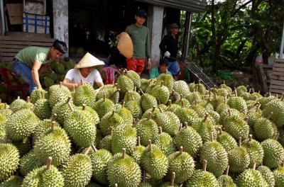 Sầu riêng chuồng bò 'trỗi dậy'