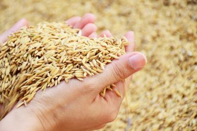 Sacombank thúc đẩy cho vay lúa gạo