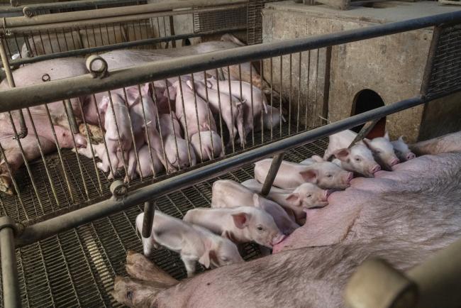 © Bloomberg. Piglets suckle from sows at a pig farm in Langfang, Hebei province, China, on Monday, April 1, 2019. The higher cost of pork, a key element in China's consumer price basket, will cause the inflation barometer to rise rapidly in coming months, according to economists at Industrial Bank Co., China International Capital Corp., Citic Securities Co., and Nomura International Plc. Photographer: Gilles Sabrie/Bloomberg