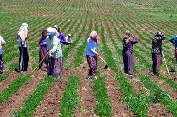 © EborsaHaber. Tarım Ürünleri Üretici Fiyat Endeksi Şubat Ayında %0,86 Arttı