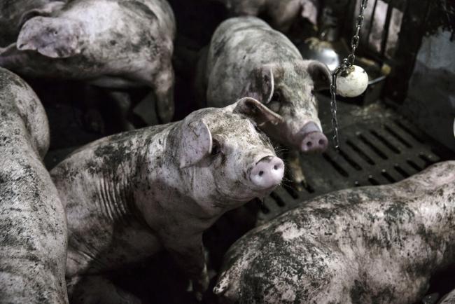 © Bloomberg. Adult pigs covered in mud sit in a pen at the Jia Hua antibiotic-free pig farm in Tongxiang, China. Photographer: Qilai Shen/Bloomberg