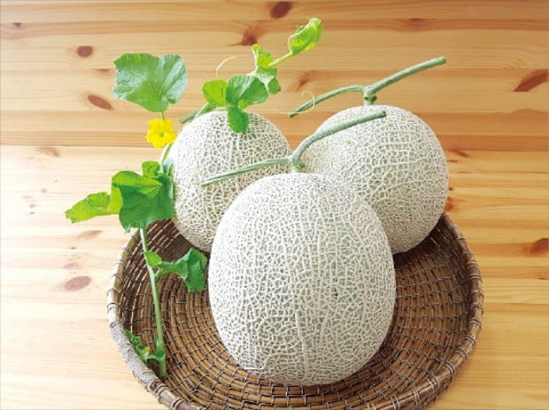고창 황토배기 멜론, 서해안 해풍 맞고 자란 신토불이 농산물…당도 높고 향 풍부한 명품 멜론 입소문 By Hankyung