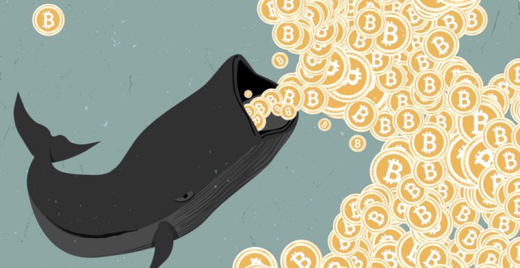 Dev Bitcoin Balinaları Son 2 Ayda 155.000 BTC Topladı!
