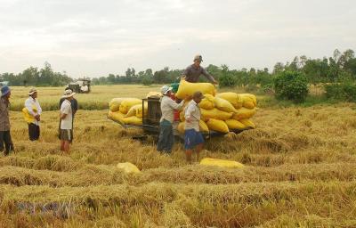 Nhu cầu gạo tại thị trường Ấn Độ, Thái Lan và Việt Nam vẫn khá yếu