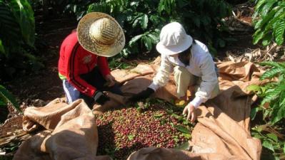 Giá cà phê trong nước lao dốc