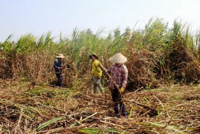 Nông dân Quảng Ngãi chặt bỏ mía vì nhà máy chậm thu mua