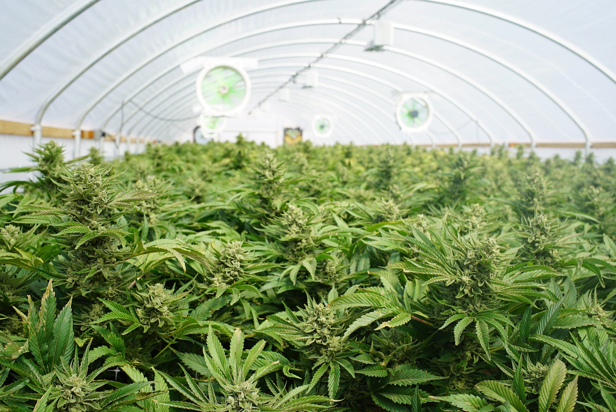 Will Canopy Growth Corp (TSX:WEED) Soar to New Highs in 2019?