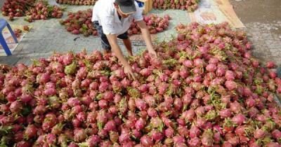 Nhiều công ty Trung Quốc hủy đơn hàng mua thanh long hoặc ép giá còn 5.000 đồng/kg