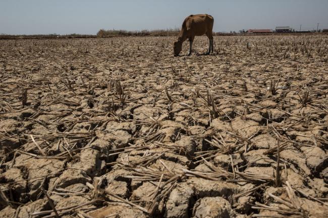 Indonesia Warns of Rice Crop Damage in Drought-Parched Fields