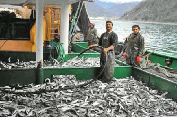 © EborsaHaber. Balıkçılıkta Genel Av Yasağı Başladı