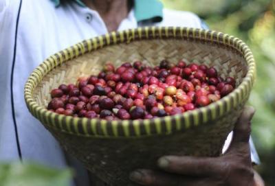 Giá nông sản hôm nay 22/3: Giá cà phê giảm nhẹ 100 đồng/kg, giá tiêu ngừng đà giảm