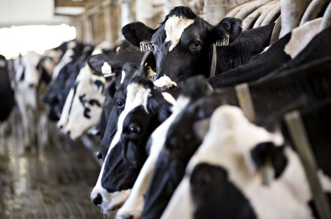 © Bloomberg. Cows stand in the milking parlour at the Lake Breeze Dairy farm in Malone, Wisconsin, U.S 