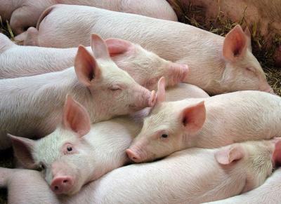Giá heo hơi hôm nay 29/4: Bộ Nông nghiệp công bố số liệu giá lợn hơi tháng 5