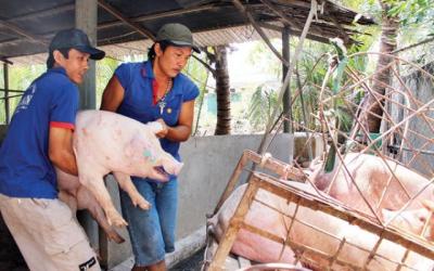 Giá heo hơi hôm nay 26/1: Miền Trung tăng giá, nông dân đã cắt lỗ