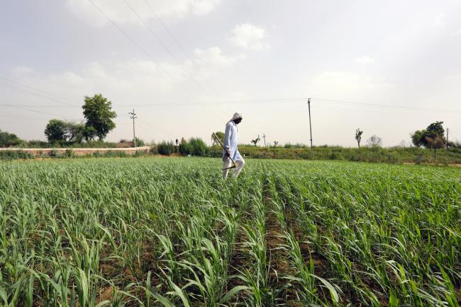 &copy Bloomberg. A farmer walks through a field of a farm at a village in Haryana, India, on Wednesday, May 8, 2019. As India’s massive election enters its final stage, Prime Minister Narendra Modi’s bid for re-election will turn on the sentiment of the country’s 263 million farmers who support more than half the population. With crop prices depressed and farmers protesting and even committing suicide in their thousands, his ability to keep this vital section of the electorate on board could depend as much on his appeal to their nationalism as on cash handouts. Photographer: T Narayan/Bloomberg