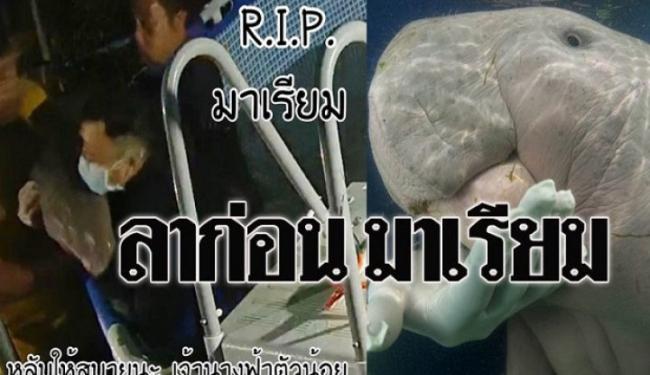 Sapi Laut Di Thailand Mati Akibat Sampah Plastik Oleh Warta