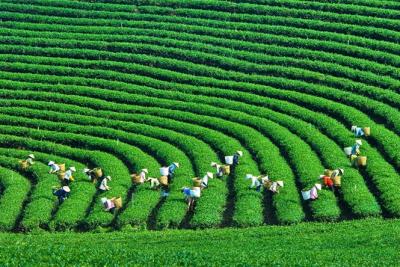GTN: Cổ đông lớn nhất muốn thoái vốn, giá cổ phiếu tăng trần 