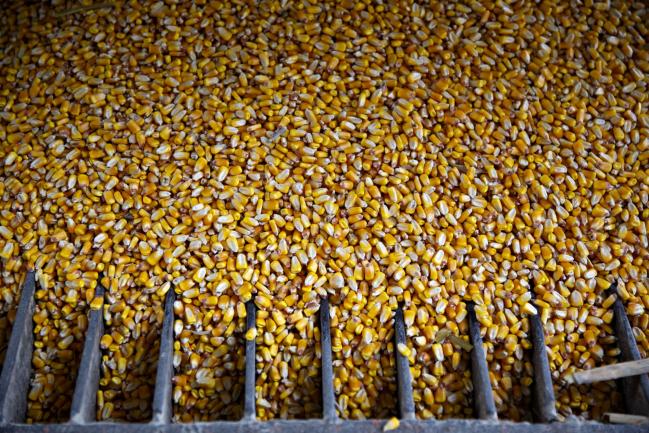 © Bloomberg. Corn is unloaded from a grain truck at the Michlig Grain LLC elevator in Sheffield, Illinois, U.S., on Tuesday, Oct. 2, 2018. Having all three North American countries agree on a trade deal has given traders and farmers reassurance that some flows of agricultural goods won't be disrupted, particularly to Mexico, a major buyer of U.S. corn, soybeans, pork and cheese. Photographer: Daniel Acker/Bloomberg