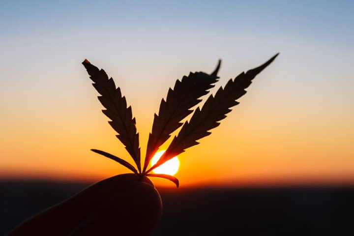 Die große, unbekannte Cannabisaktie, die du jetzt kennen musst