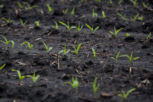 © Bloomberg. Corn plants grow in Churdan, Iowa, U.S., on Friday, May 17, 2019. Stockpiles of U.S. corn ethanol sank to the smallest since July even as production of the biofuel climbed, Department of Energy data showed on Wednesday. 