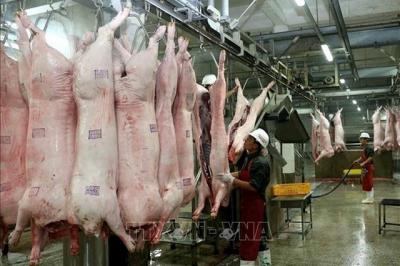 Cấp đông thịt lợn: Doanh nghiệp không mặn mà vì đầu tư 