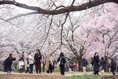 Nhật Bản kiếm 5,8 tỷ USD từ mùa hoa anh đào thế nào?
