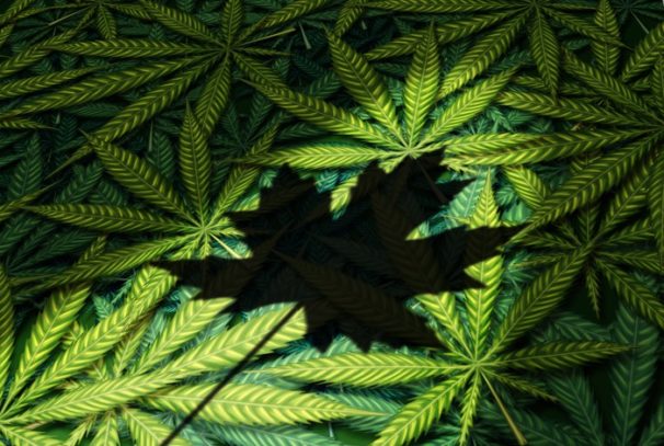 Bessere Marihuana-Aktie: Tilray gegen die Auxly Cannabis Group
