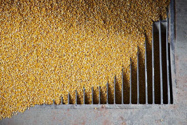 © Bloomberg. Corn is unloaded from a grain truck at the Michlig Grain LLC elevator in Sheffield, Illinois, U.S., on Tuesday, Oct. 2, 2018. Having all three North American countries agree on a trade deal has given traders and farmers reassurance that some flows of agricultural goods won't be disrupted, particularly to Mexico, a major buyer of U.S. corn, soybeans, pork and cheese. Photographer: Daniel Acker/Bloomberg
