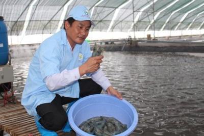 Úc kiểm tra chuỗi sản xuất tôm Việt Nam