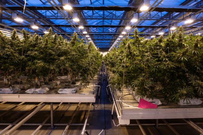 © Bloomberg. Cannabis plants grow at the CannTrust Holdings Inc. production facility in Fenwick, Ontario, Canada. 