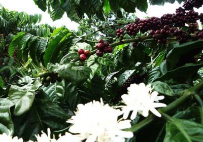 Giá nông sản hôm nay 25/1: Giá cà phê tăng 400 đồng/kg, giá tiêu trung bình 62.000 đồng/kg