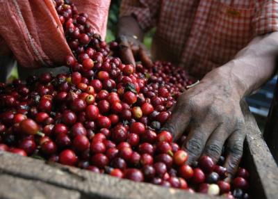 Giá nông sản hôm nay 11/4: Giá cà phê đột ngột giảm mạnh, giá tiêu phổ biến 57.000 đồng/kg