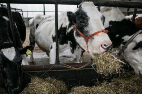 Diervoederbedrijf zet stap naar Indonesië